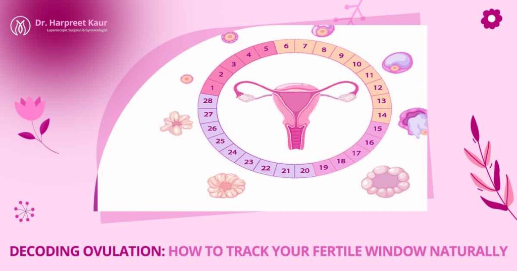 Decoding Ovulation