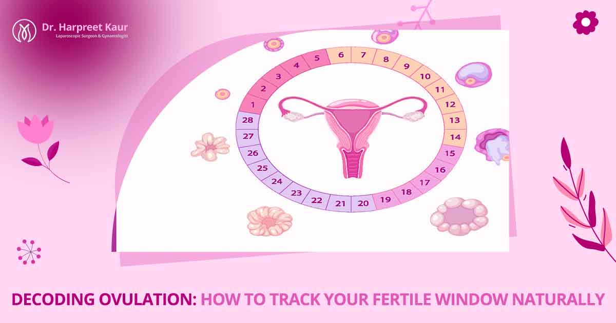 Decoding Ovulation